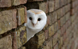 かわいいフクロウの画像