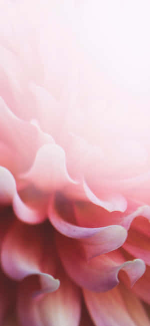 淡いピンクのフローラルiPhone — Xiaomi 17 Pro 壁紙