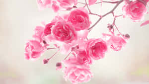ピンクの花柄背景 — ピンクの花柄 壁紙