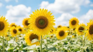 青空の下に広がる明るいひまわり畑。夏らしい自然の美しさを感じさせる、心が弾む風景です。 — 夏の美学 壁紙