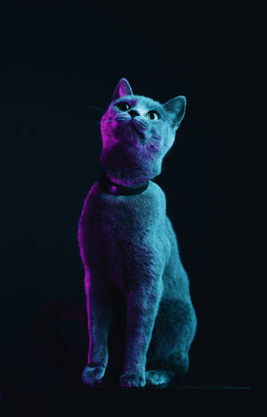 ふわふわグレーの猫 壁紙 — Galaxy Tab S10+ 壁紙