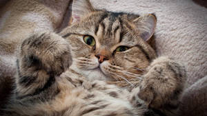 ふわふわ毛並みの美しい猫 — 美的な猫 壁紙