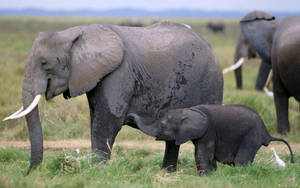アフリカゾウの母と子
