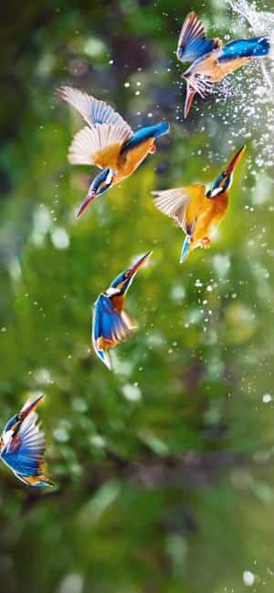 1284x2778 — IQOO 15T 壁紙