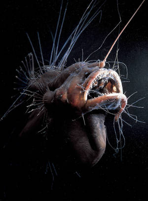 エキゾチックなクールな魚の壁紙