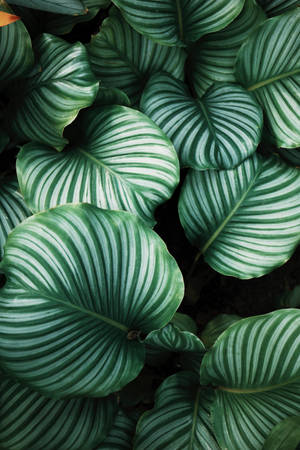 植物パターンの壁紙 — 美的な模様 壁紙