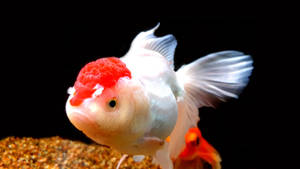 オランダ金魚 クールフィッシュの壁紙
