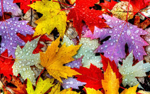 カラフルな紅葉の葉の壁紙。 — 16:10 壁紙