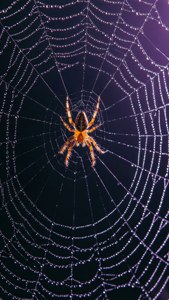 露とクモが写ったクモの巣のマクロ撮影 — ハロウィンの美学 壁紙