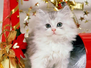 クリスマスキャットの写真 — かわいい猫 壁紙
