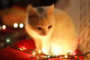 キュートで美的なクリスマス画像