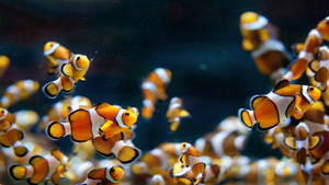 クールな魚の群れの壁紙