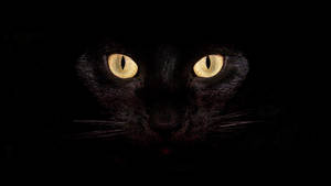 クールな黒猫の壁紙 — クールブラック 壁紙