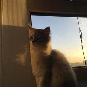 美しい猫の画像 — 美的な猫 壁紙