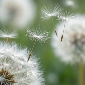 繊細な白いタンポポの綿毛が、夢幻的で幽玄な風に漂う。 — 白い美学 壁紙