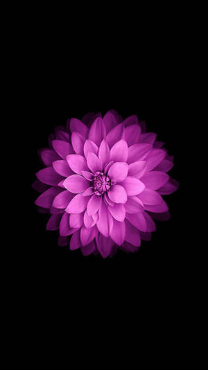 ダリアの花 iPhone SE
