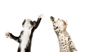 ダンスする子猫たちの楽しい動き