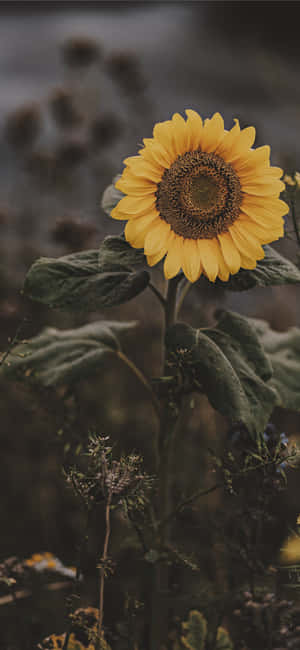Dark Sunflower — Vivo X500 Pro 壁紙