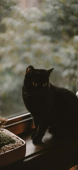 ハロウィン猫の画像 — Honor X 壁紙