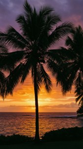 色とりどりの海の夕日を背景にしたヤシの木のシルエット。 — 海 壁紙