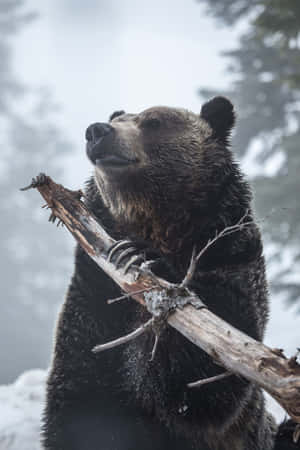 クマの攻撃写真