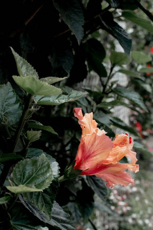 ハイビスカスの花 植物 エステティック — 植物の美学 壁紙