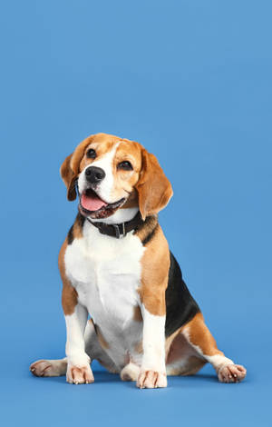 パステルブルーの背景で愛らしいビーグル犬 — ギャラクシー Tab Active5 壁紙