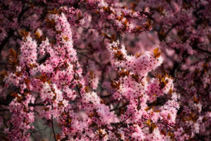 ピンクの桜の春の壁紙