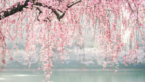 ピンクの桜の枝 — 桜 壁紙
