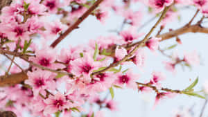 1366x768の花の背景 — 桜 壁紙