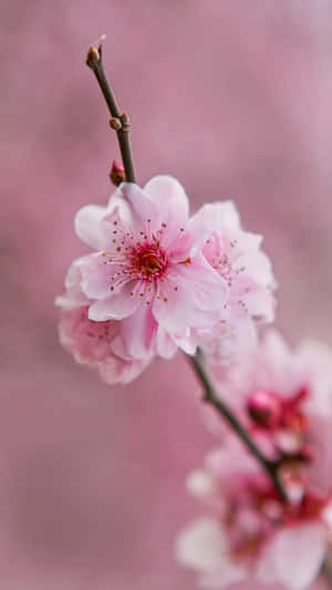 ピンクの花のスマホ壁紙