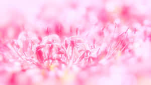 ピンクの花の背景 — ピンクの花柄 壁紙