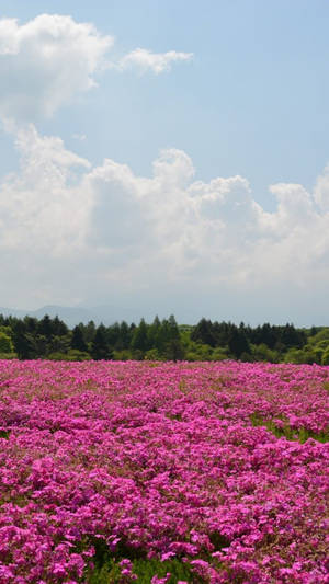 ピンクの花園のiPhone壁紙 — iPhone ピンク エステティック 壁紙
