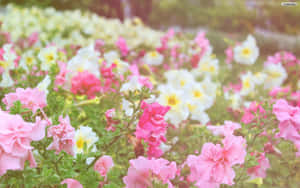 ピンクの花柄背景 — ピンクの花柄 壁紙