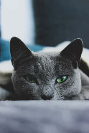ロシアンブルーの猫の写真 — Xiaomi Pad 8 Pro 壁紙