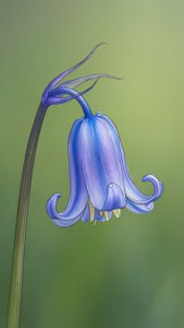 柔らかな緑で描かれた、ミニマルな線画のブルーベルの野草。 — iPhone 5 壁紙