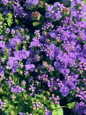 ブルーミンクの花 フローラル iPhone