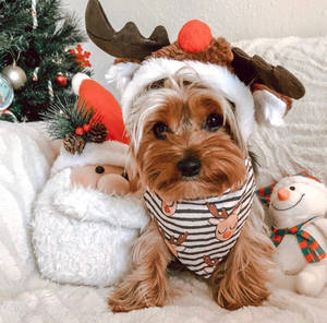 プレッピークリスマス — プレッピークリスマス 壁紙