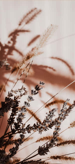 ベージュの美学の画像 — Samsung galaxy s22 壁紙