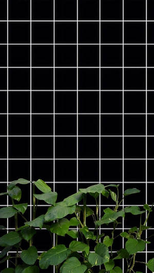 モノクロの植物グリッド美学