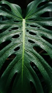 モンステラの葉をマクロ撮影した、きらめく雨滴がみずみずしさを表現した一枚。 — グリーン エステティック GIF 壁紙