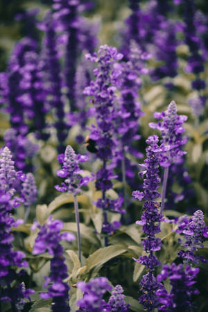 ラベンダー エステティック 鮮やかな花のクローズアップ — ラベンダー エステティック 壁紙