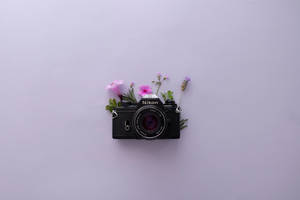 ラベンダーとNikonカメラの美的壁紙 — ラベンダー エステティック 壁紙