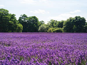 ラベンダー色の花と木々の美しい風景 — ラベンダー エステティック 壁紙