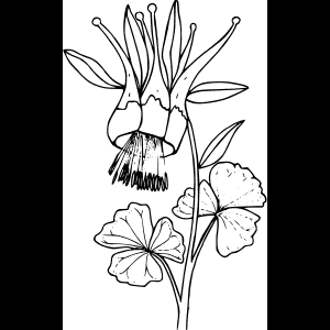 ワイルドフラワー_スケッチ_アートワーク