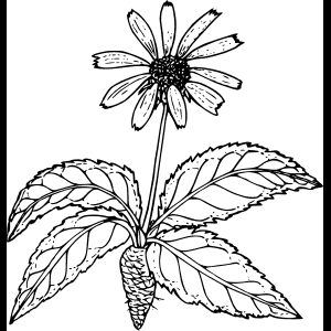 ワイルドフラワー_スケッチ_イラスト.png