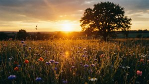 フィルムグレインがかかった、ワイルドフラワー畑の上の夢のような夕日。 — インディー エステティック GIF 壁紙