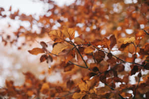 ヴィンテージ風の秋の紅葉