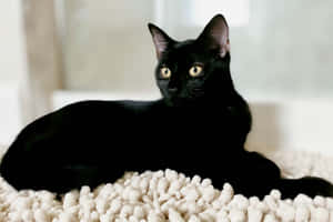黒猫の画像 — MacBook Air 壁紙