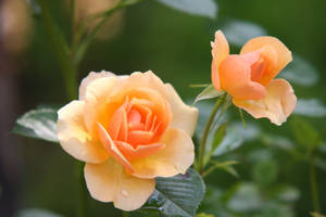 昼間に咲くオレンジ色のバラの花の無料ストックフォト — バラの花 壁紙